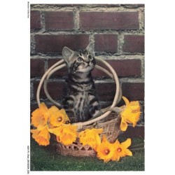 ASHP1-0019-CHAT - UN CHAT NOIR-BLANC DANS UN PANIER AVEC DES FLEURS JAUNE