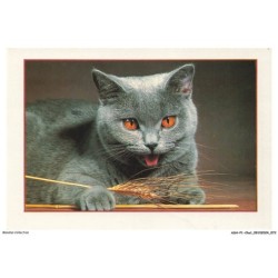 ASHP1-0037-CHAT - UN CHAT NOIR AU YEUX ORANGE