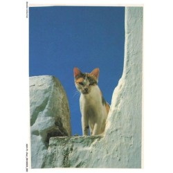 ASHP1-0047-CHAT - UN CHAT SUR UN ROCHER