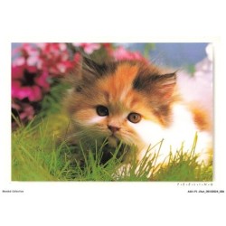 ASHP1-0004-CHAT - GENTILS CHATONS MARRON