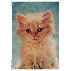 ASHP1-0040-CHAT - UN CHATON GRIS