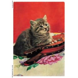 ASHP1-0009-CHAT - UN CHAT GRIS PRES D'UN INSTRUMENT - SERIE CHATS 3