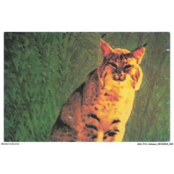 ASHP13-0793-ANIMAUX - LE LYNX - SORTE DE CHAT SAUVAGE DE LA FAMILLE DES FELIDES