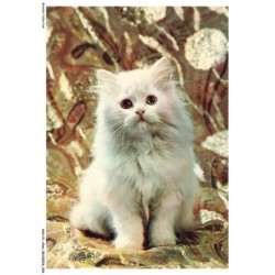 ASHP1-0014-CHAT - PORTRAIT D'UN CHAT BLANC