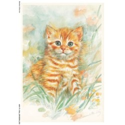 ASHP1-0010-CHAT - PORTRAIT D'UN CHAT ORANGE