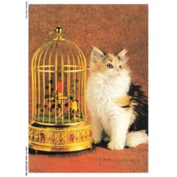ASHP1-0034-CHAT - UN CHAT PRES D'UNE CAGE A OISEAUX