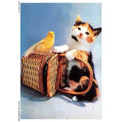 ASHP1-0028-CHAT - UN CHAT AU COULEURS MULTIPLE PRES D'UN PANIER ET OISEAU JAUNE