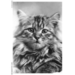 ASHP1-0020-CHAT - PORTRAIT D'UN CHAT - HAUSKATZE - CHAT - DOMESTIC CAT