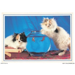 ASHP1-0016-CHAT - DEUX CHATS MARRON-NOIR-BLANC PRES D'UN AQUARIUM ET LIVRES - SERIE CHATS