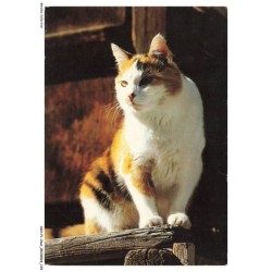 ASHP1-0063-CHAT - UN CHAT BLANC-GRIS SUR DU BOIS