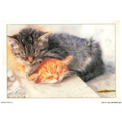 ASHP1-0043-CHAT - DEUX CHATONS QUI DORMENT L'UN SUR L'AUTRE