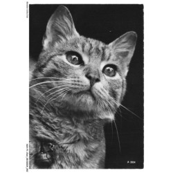 ASHP1-0022-CHAT - PORTRAIT D'UN CHAT