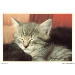 ASHP1-0029-CHAT - LE DORMEUR - UN CHAT QUI DORT