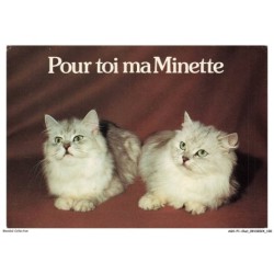 ASHP1-0051-CHAT - POUR TOI MA MINETTE - DEUX CHATS BLANCS