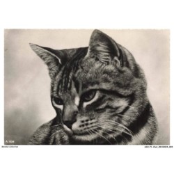 ASHP1-0023-CHAT - PORTRAIT D'UN CHAT AU MULTIPLE COULEURS