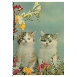 ASHP1-0027-CHAT - DEUX CHATONS AU COULEURS MULTIPLE ET FLEURS