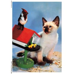 ASHP1-0031-CHAT - UN CHAT NOIR-BLANC PRES D'UN JOUET ET OISEAU AU DESUS