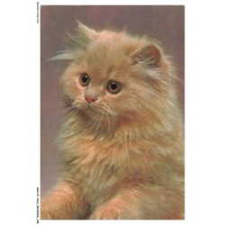 ASHP1-0065-CHAT - PORTRAIT D'UN CHAT GRIS