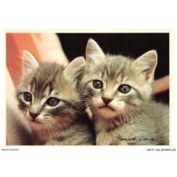 ASHP1-0038-CHAT - DEUX CHATONS - LES JUMEAUX