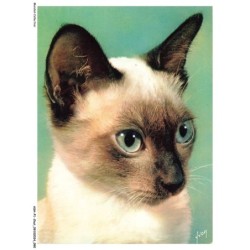 ASHP1-0046-CHAT - PORTRAIT D'UN CHAT - CHIENS ET CHATS - NOS AMIS