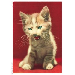 ASHP1-0053-CHAT - CHATONS AUX YEUX VERT