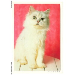 ASHP1-0052-CHAT - GENTILS CHATONS BLANC