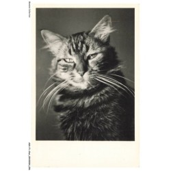 ASHP1-0024-CHAT - PORTRAIT D'UN CHAT NOIR-BLANC