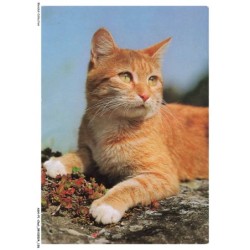 ASHP1-0064-CHAT - UN CHAT GRIS COUCHE A TERRE