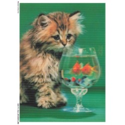 ASHP1-0030-CHAT - UN CHATONS PRES D'UN PETIT AQUARIUM DE POISSONS