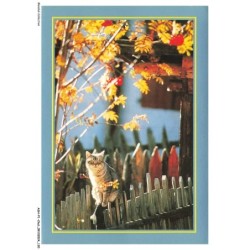 ASHP1-0066-CHAT - UN CHAT SUR UNE CLOTURE EN BOIS