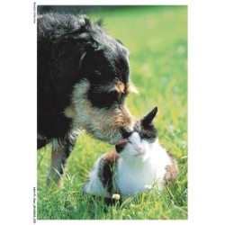 ASHP1-0036-CHAT - UN CHIEN QUI LECHE UN CHAT