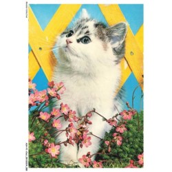 ASHP1-0045-CHAT - UN CHAT AVEC DIFFERENTS COULEURS ET FLEURS