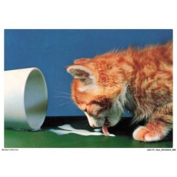 ASHP1-0050-CHAT - UN CHAT GRIS BUVANT LE LAIT VERSE PROVENANT D'UNE TASSE