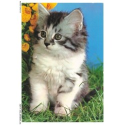 ASHP1-0059-CHAT - UN CHATON NOIR-BLANC DANS L'HERBES