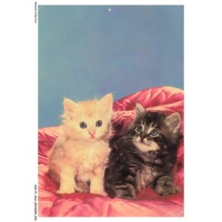 ASHP1-0039-CHAT - PORTRAIT D'UN CHAT BLANC ET UN CHAT NOIR
