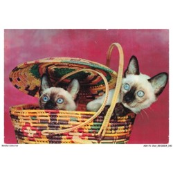 ASHP1-0071-CHAT - DEUX CHATS AU COULEURS NOIR-BLANC DANS UN PANIER