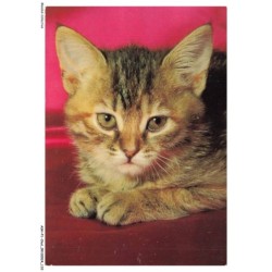 ASHP1-0056-CHAT - PORTRAIT D'UN CHAT GRIS