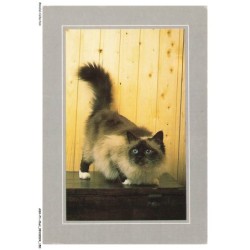 ASHP1-0076-CHAT - COLLECTION NATURE - CHAT SACRE DE BIRMANIE - SEAL POINT