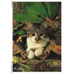ASHP1-0058-CHAT - MYTHRA - UN CHAT AU MULTIPLE COULEURS