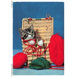 ASHP1-0057-CHAT - UN CHATON DANS UN PANIER JOUANT AVEC DE LA FIL DE LAINE