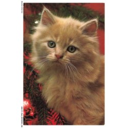ASHP1-0069-CHAT - PORTRAIT D'UN CHAT GRIS