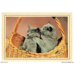 ASHP1-0055-CHAT - DEUX CHATONS NOIR DANS UN PANIER