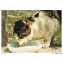 ASHP1-0074-CHAT - GENTILS MATOUS - UN CHAT BUVANT LE LAIT DANS UN POT