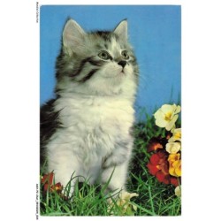 ASHP2-0099-CHAT - CHAT DANS UN JARDIN AVEC DES FLEURS