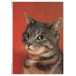 ASHP2-0089-CHAT - CHAT DOMESTIQUE