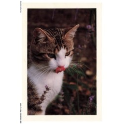 ASHP1-0041-CHAT - UN CHAT QUI SE LECHE LE NEZ