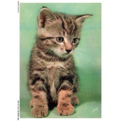 ASHP2-0085-CHAT - UN CHATON - CHIENS ET CHATS NOS AMIS