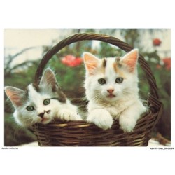 ASHP2-0082-CHAT - JEUNES CHATS DANS UN PANIER