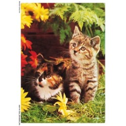 ASHP2-0120-CHAT - DEUX CHATONS DANS LES HERBES - PLANTE ET FLEURS
