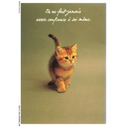 ASHP1-0075-CHAT - ON NE FAIT JAMAIS ASSEZ CONFIANCE A SOI-MEME - UN CHATON GRIS